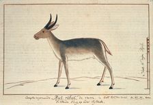 Redunca arundinum (Southern reedbuck; male), 1777-1786. Creator: Robert Jacob Gordon