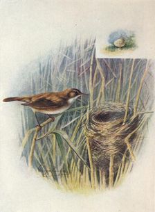 Reed-Warbler - Acroceph'alus strep'erus c1910, (1910). Artist: George James Rankin