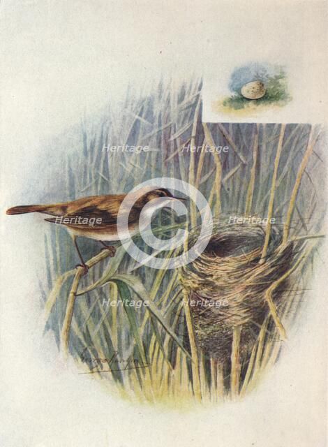 'Reed-Warbler - Acroceph'alus strep'erus', c1910, (1910). Artist: George James Rankin.