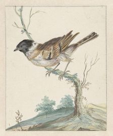 Reed bunting (?), 1650-1719. Creator: Jan Weenix