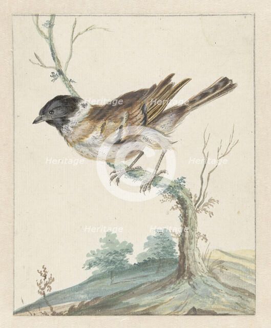 Reed bunting (?), 1650-1719. Creator: Jan Weenix.