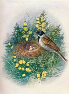 Reed Bunting - Embri'za schoe'niclus c1910, (1910). Artist: George James Rankin