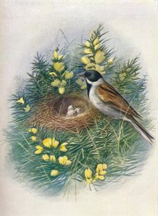 Reed Bunting - Embri'za schoe'niclus c1910, (1910). Artist: George James Rankin