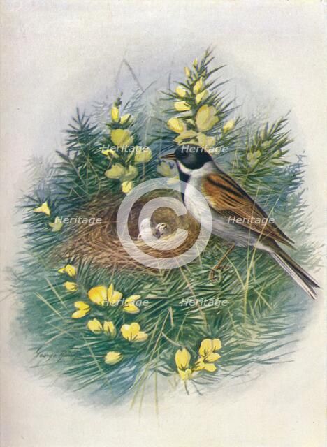 'Reed Bunting - Embri'za schoe'niclus', c1910, (1910). Artist: George James Rankin.