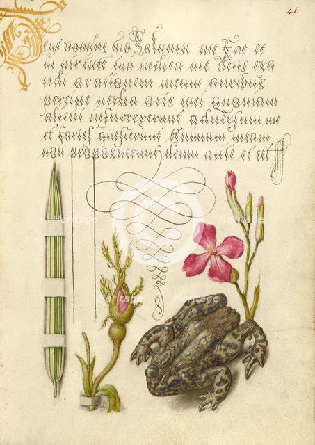 Reed Grass, French Rose, Toad, and Gillyflower, 1561-1562; illumination added 1591-1596. Creator: Joris Hoefnagel.