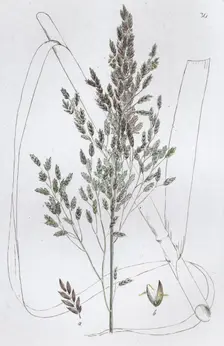Reed Sweet Grass (Poa aquatica), 1804-1811. Creator: Johan Wilhelm Palmstruch