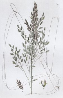 Reed Sweet Grass (Poa aquatica), 1804-1811. Creator: Johan Wilhelm Palmstruch