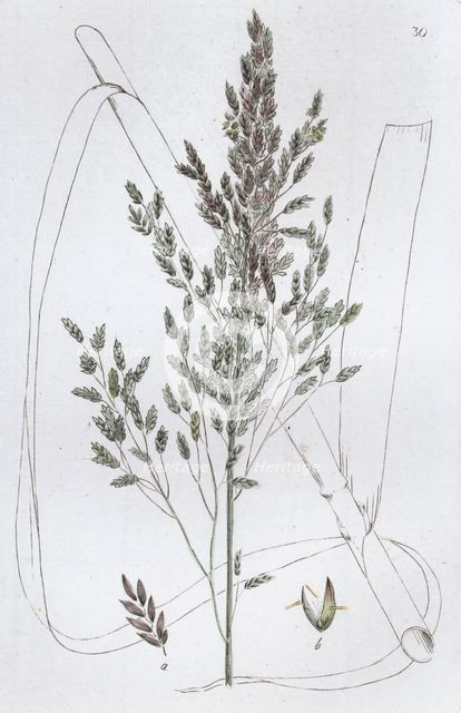 Reed Sweet Grass (Poa aquatica), 1804-1811. Creator: Johan Wilhelm Palmstruch.
