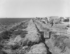 Refugees camped by the roadside beside an irrigated pea field, nine miles from Calipatria, CA, 1937. Creator: Dorothea Lange