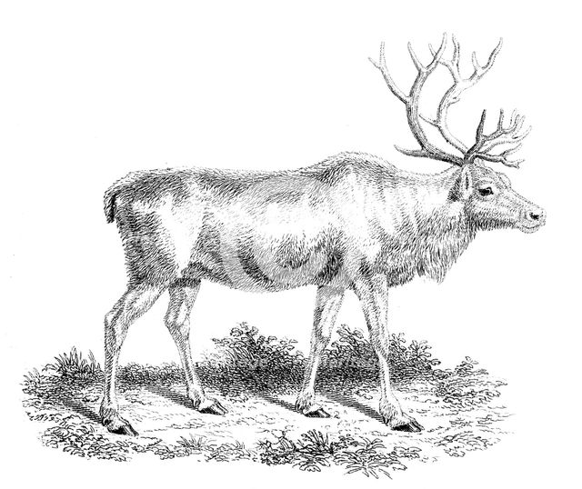 'Reindeer', 19th century. Artist: Unknown