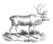 Reindeer 19th century