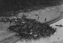 Reindeer, between c1900 and 1923. Creator: Unknown