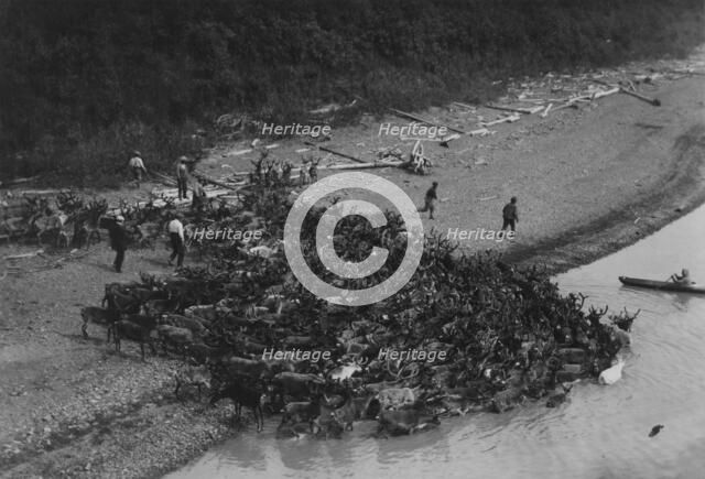 Reindeer, between c1900 and 1923. Creator: Unknown.