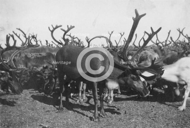 Reindeer, between c1900 and c1930. Creator: Unknown.