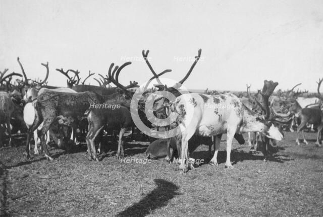 Reindeer, between c1900 and c1930. Creator: Unknown.