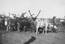Reindeer, between c1900 and c1930. Creator: Unknown