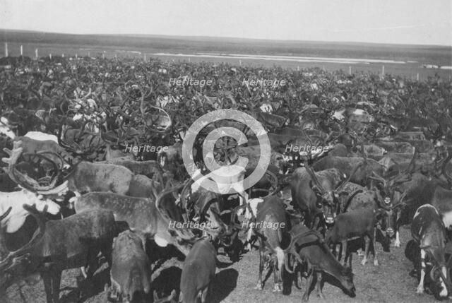 Reindeer, between c1900 and c1930. Creator: Unknown.