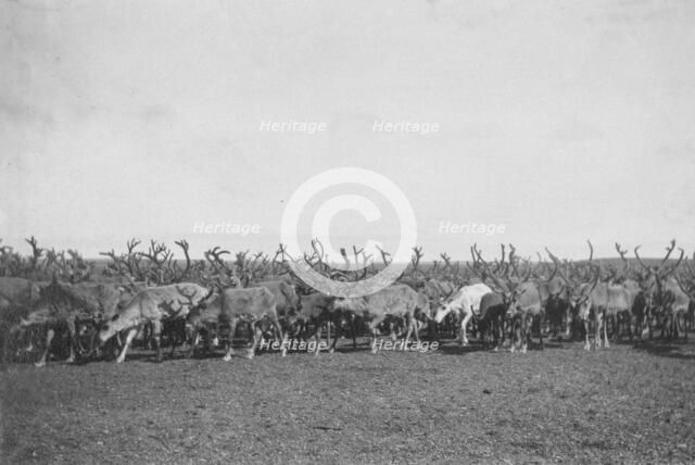 Reindeer, between c1900 and c1930. Creator: Unknown.