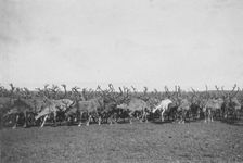 Reindeer, between c1900 and c1930. Creator: Unknown