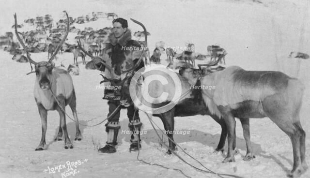 Reindeer, between c1900 and c1930. Creator: Lomen Brothers.