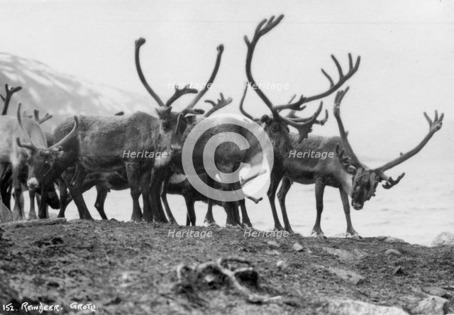 Reindeer, Grotli, Norway, 1929. Artist: Unknown