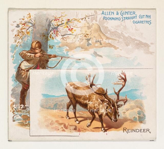 Reindeer, from Quadrupeds series (N41) for Allen & Ginter Cigarettes, 1890., 1890. Creator: Allen & Ginter.