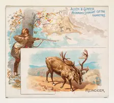 Reindeer, from Quadrupeds series (N41) for Allen & Ginter Cigarettes, 1890., 1890. Creator: Allen & Ginter