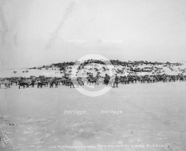 Reindeer herd, between c1900 and 1927. Creator: Lomen Brothers.