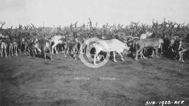 Reindeer in rather poor condition due to prolonged confinement in corral, 1926. Creator: Unknown.