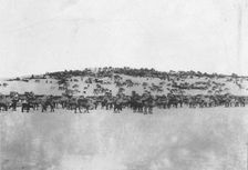 Reindeer in the Kuskokwim Valley, which is one of Alaska's best reindeer pastures, c1900-c1930. Creator: Unknown