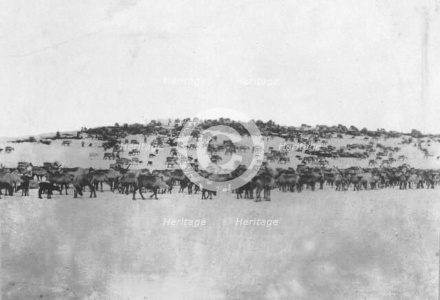 Reindeer in the Kuskokwim Valley, which is one of Alaska's best reindeer pastures, c1900-c1930. Creator: Unknown.