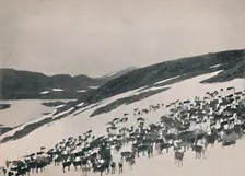 Reindeer on the Mountains 1914. Creator: Unknown