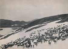 Reindeer on the Mountains 1914. Creator: Unknown