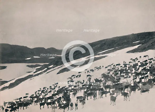 'Reindeer on the Mountains', 1914. Creator: Unknown.