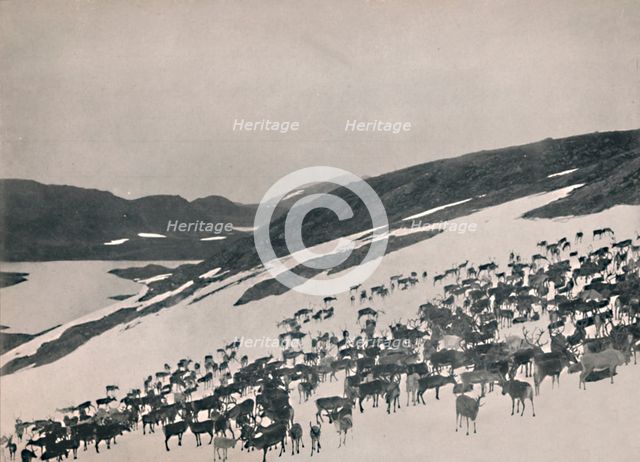'Reindeer on the Mountains', 1914. Creator: Unknown.
