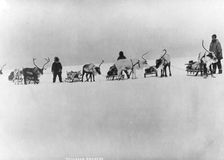 Reindeer, sleds and drivers, between c1900 and 1927. Creator: Unknown