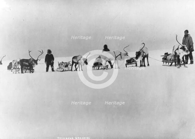Reindeer, sleds and drivers, between c1900 and 1927. Creator: Unknown.