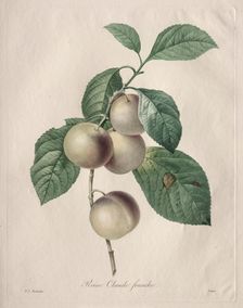 Reine Claude Plum, 1827. Creator: Henry Joseph Redouté (French, 1766-1853)