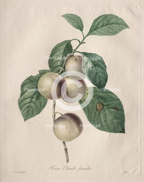 Reine Claude Plum, 1827. Creator: Henry Joseph Redouté (French, 1766-1853).