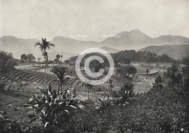 'Reisfelder in Terrasen angelegt', 1926. Artist: Unknown.