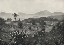 Reisfelder in Terrasen angelegt 1926