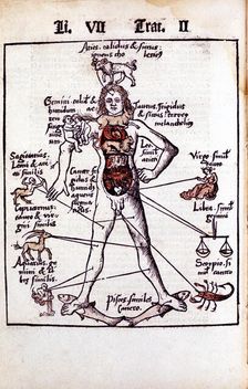 Relationship of the organs of the body, the Humours and signs of the Zodiac, 1508