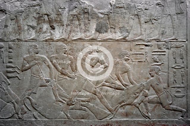 Relief depicting an ox slaughter, Mastaba of Mereruka, Saqqara, Egypt, Old Kingdom, 2003. Creator: Unknown.