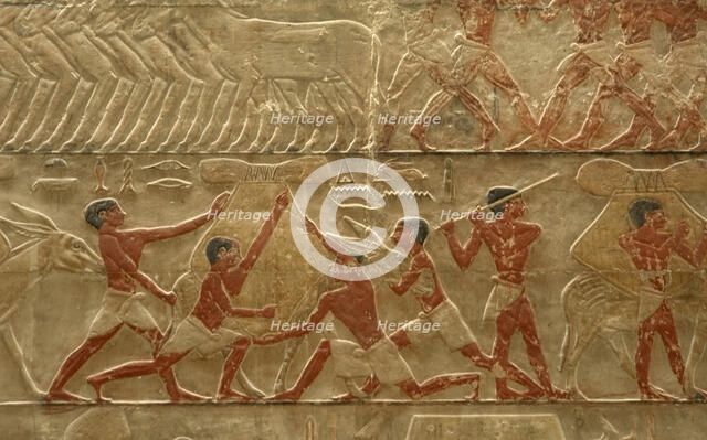 Relief detail of agricultural scene, Mastaba of Ti, Egypt, 5th Dynasty (2003). Creator: Unknown.