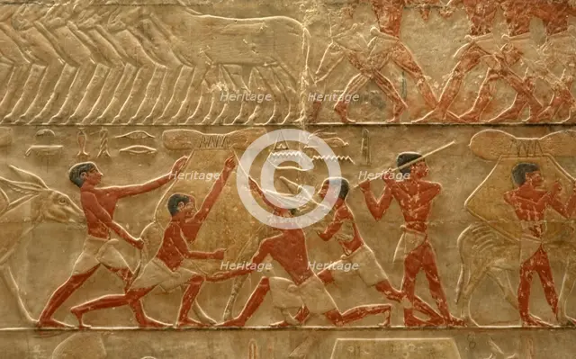Relief detail of agricultural scene, Mastaba of Ti, Egypt, 5th Dynasty (2003). Creator: Unknown.