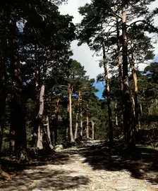 Remains of the Roman road of Cercedilla, Community of Madrid, Spain, 2008. Creator: LTL