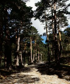 Remains of the Roman road of Cercedilla, Community of Madrid, Spain, 2008. Creator: LTL