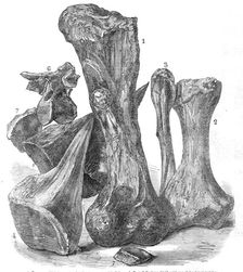 Remains of an extinct animal found in the Isle of Wight, 1865. Creator: Unknown