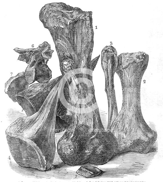 Remains of an extinct animal found in the Isle of Wight, 1865. Creator: Unknown.