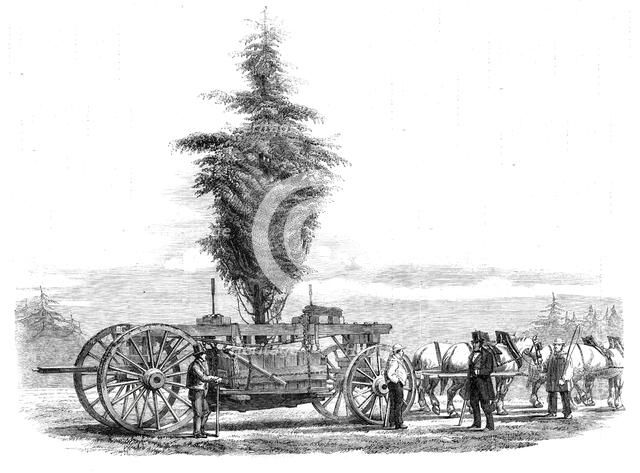 Removal of a large tree from Chiswick to the new gardens of the Horticultural Society at..., 1860. Creator: Unknown.